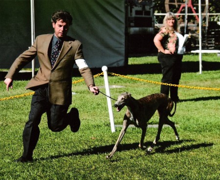 Greyhound - Am.Ch.Solstice Chances Are At Wafers - Del Valle Kennel Club