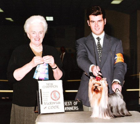 Yorkshire Terrier - Am.Ch.Wafer's Summer Breeze