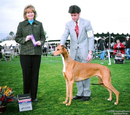 Greyhound - Am.Ch.Sobers Garfield - Palm Springs Kennel Club