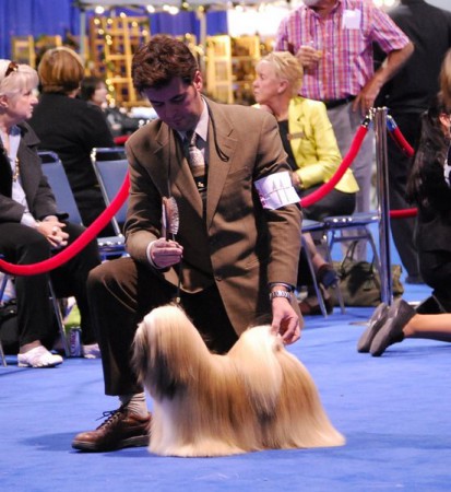 Lhasa Apso - Spencer - Beverly Hills Kennel Club