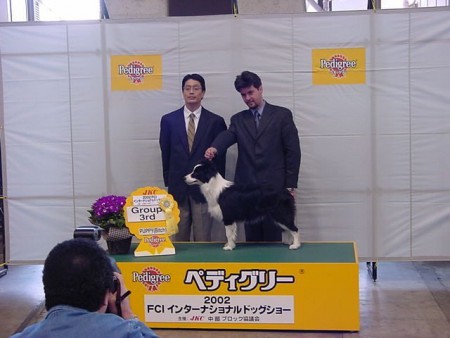 Border Collie - Japan Kennel Club 