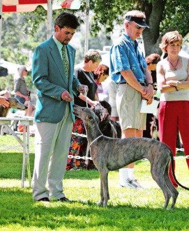 Greyhound - Baby Jema - Classe Filhote 6 - 9 meses!!! Isn't she cute???